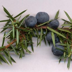 Juniperus Communis