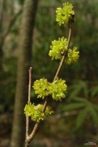 "Spicebush (4506720062)" by Jason Hollinger - SpicebushUploaded by Amada44. Licensed under CC BY 2.0 via Commons - https://commons.wikimedia.org/wiki/File:Spicebush_(4506720062).jpg#/media/File:Spicebush_(4506720062).jpg
