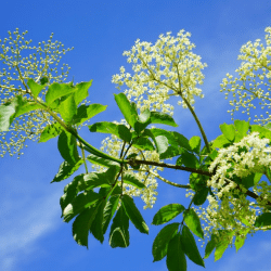 Elderflower