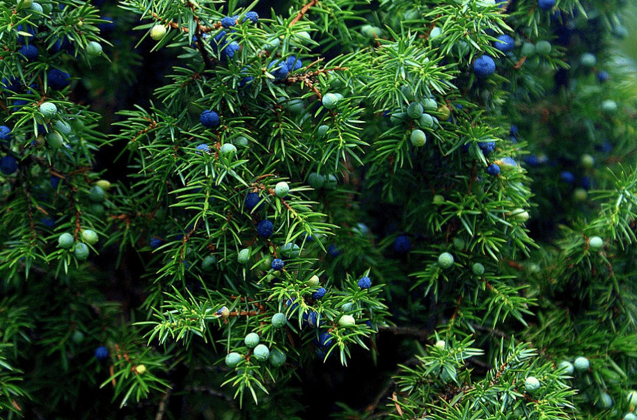 Juniper