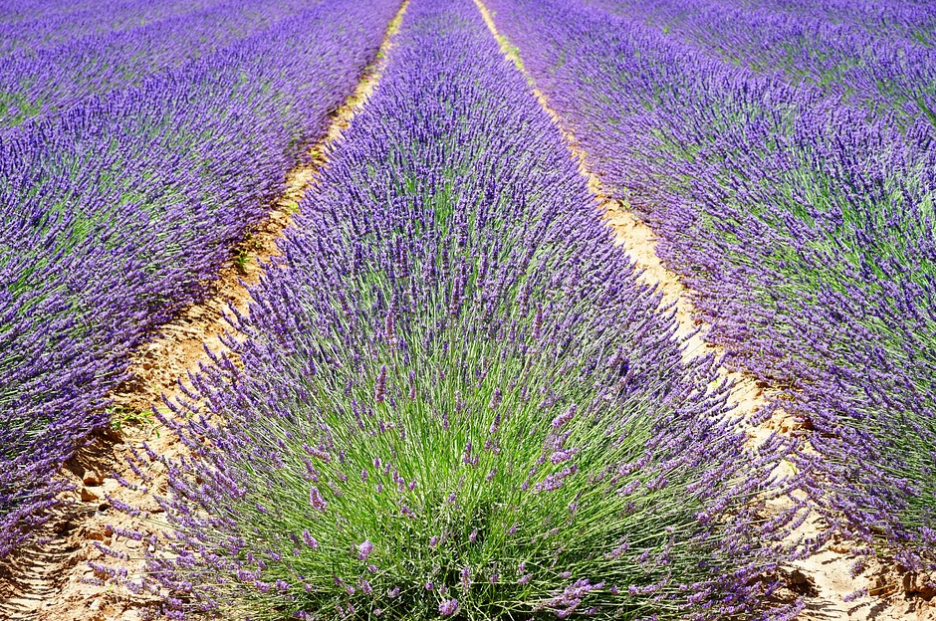 Lavender Field