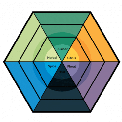 GIN FLAVOR DIAGRAM | Developed by the GIN is IN